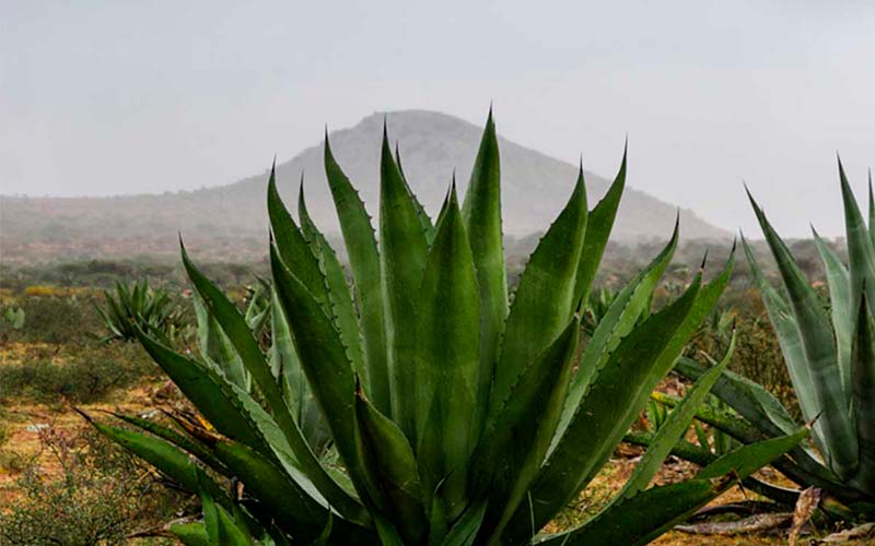 Producción de plantas de agave en Hacienda Vergel de Guadalupe